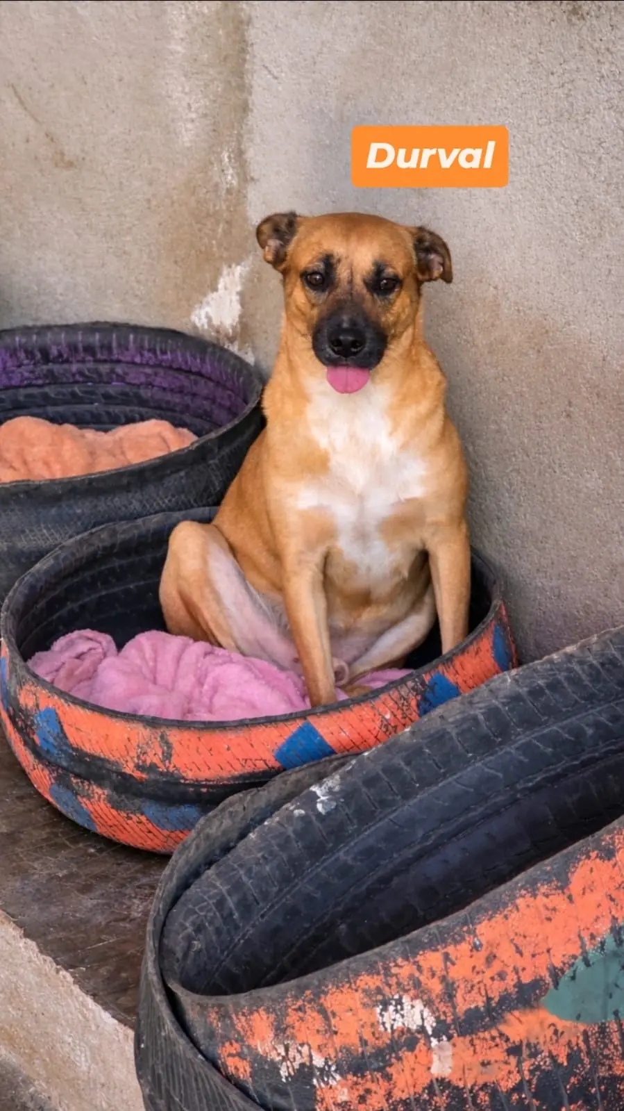 Durval, um cão caramelo, sentado em uma caminha de pneu
