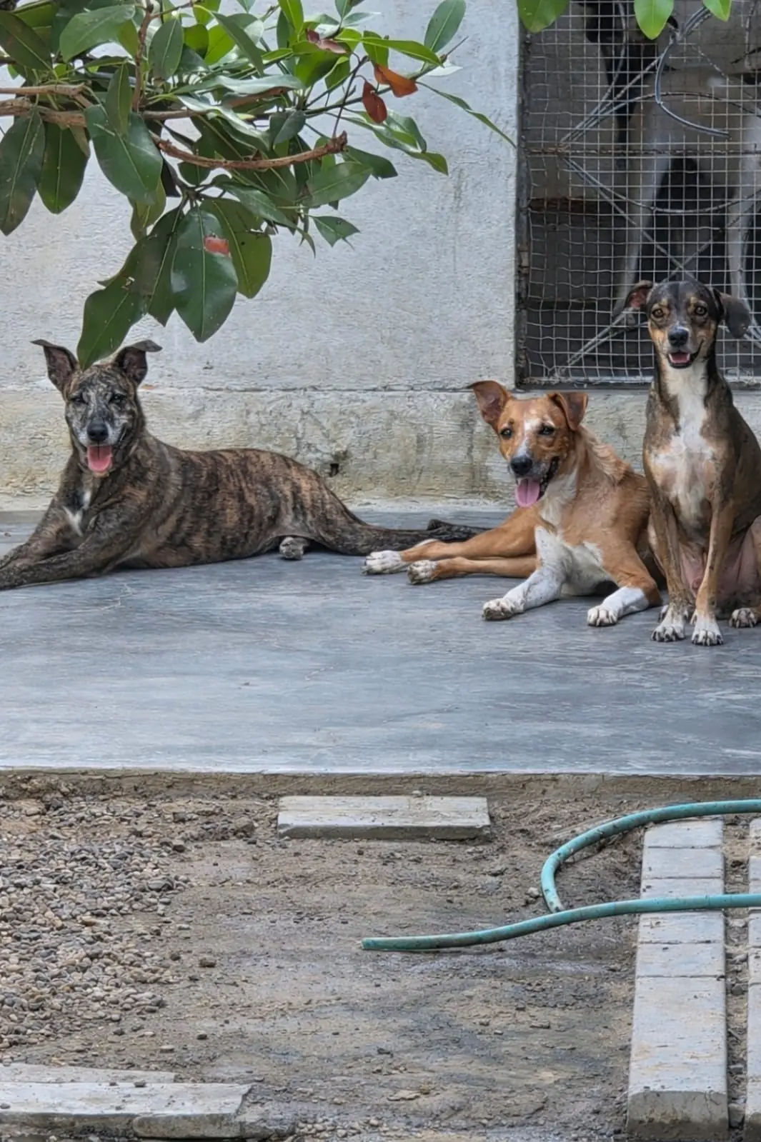 Três cães deitados no pátio do abrigo, olhando para a câmera