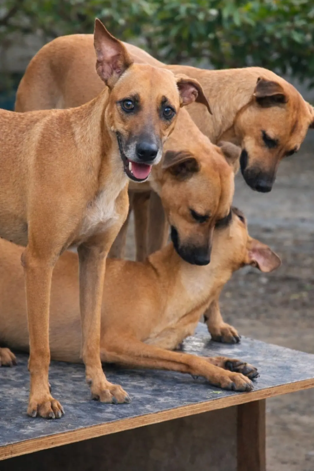 Grupo de cães caramelo reunidos ao ar livre
