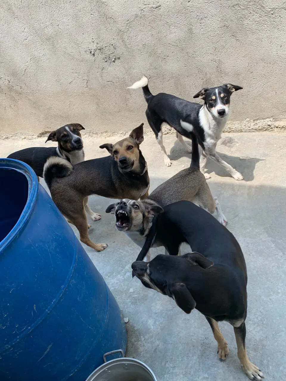 Animais no abrigo Pets com Amor