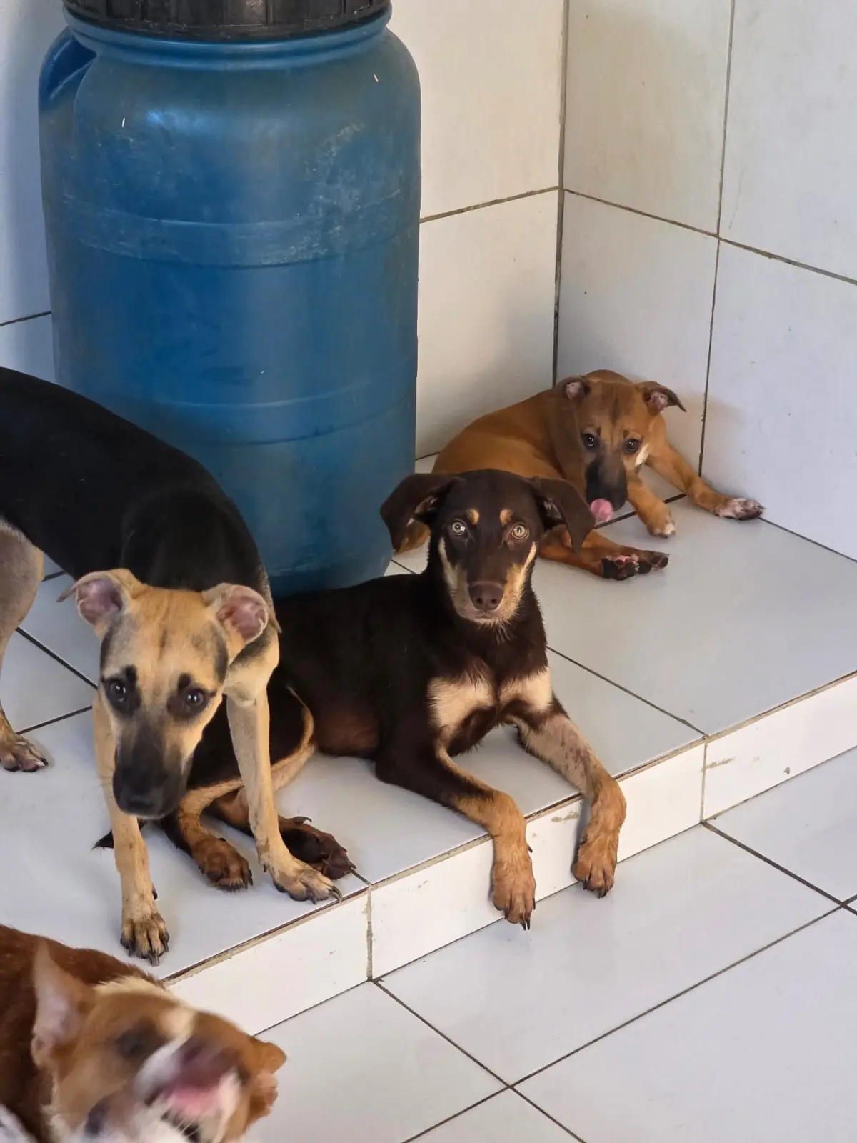 Cuidado e carinho no abrigo