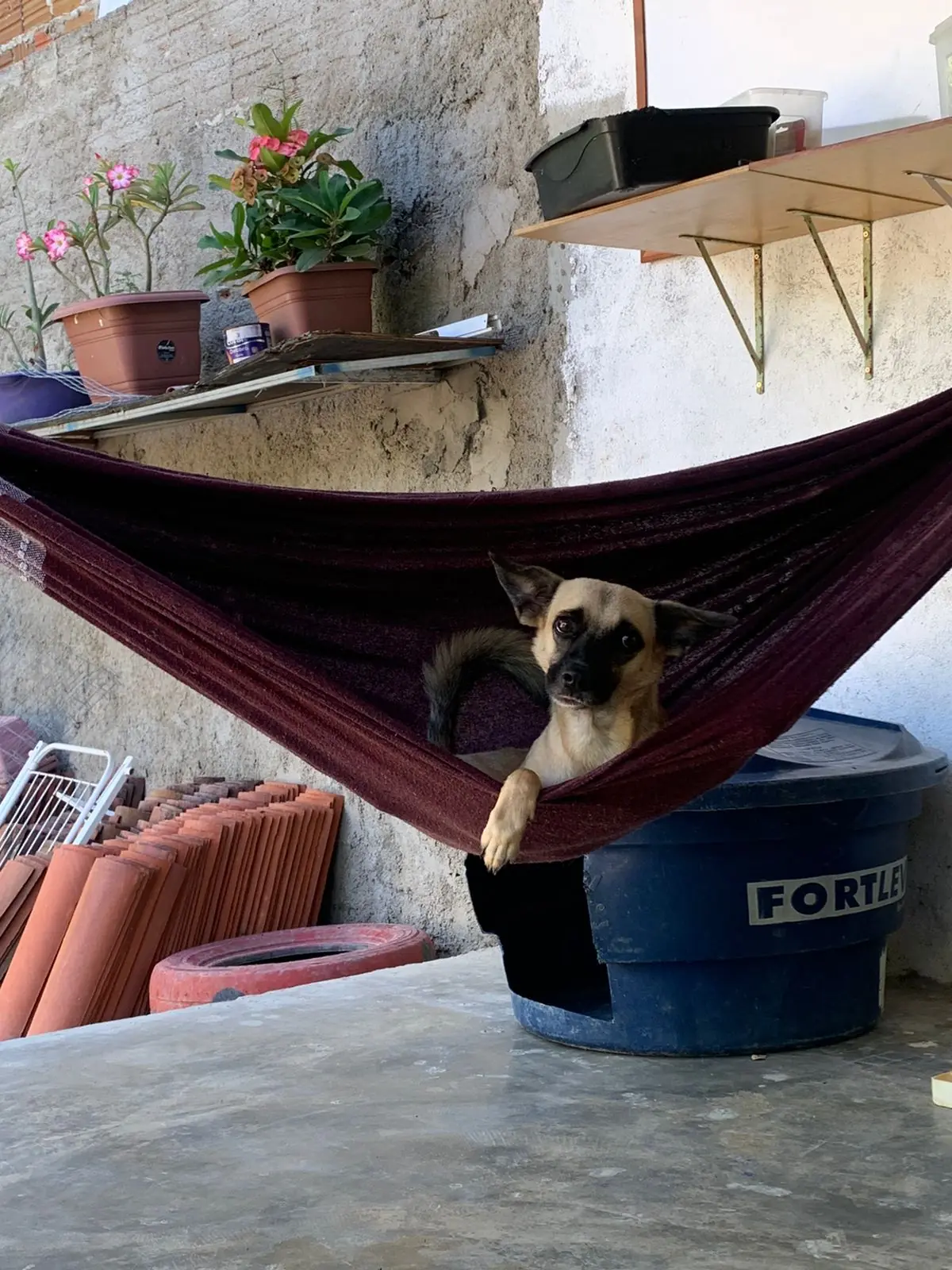 Cão descansando em uma rede no abrigo