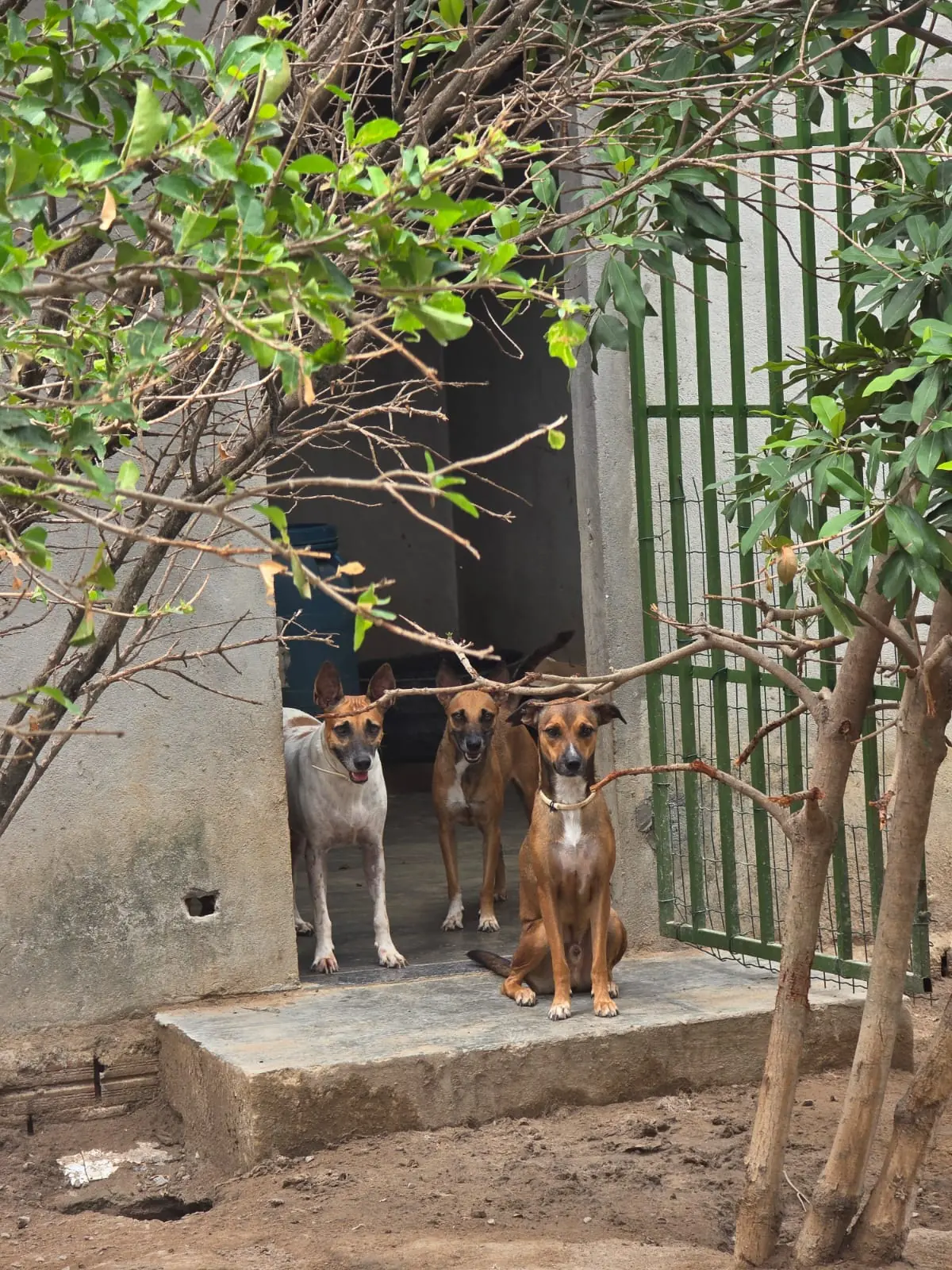 Três cães na entrada do abrigo, olhando para a câmera