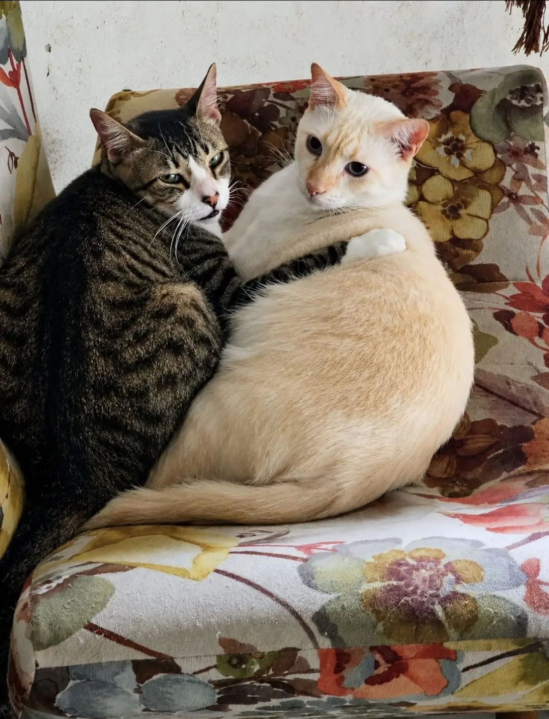 Dois gatos abraçados em uma poltrona