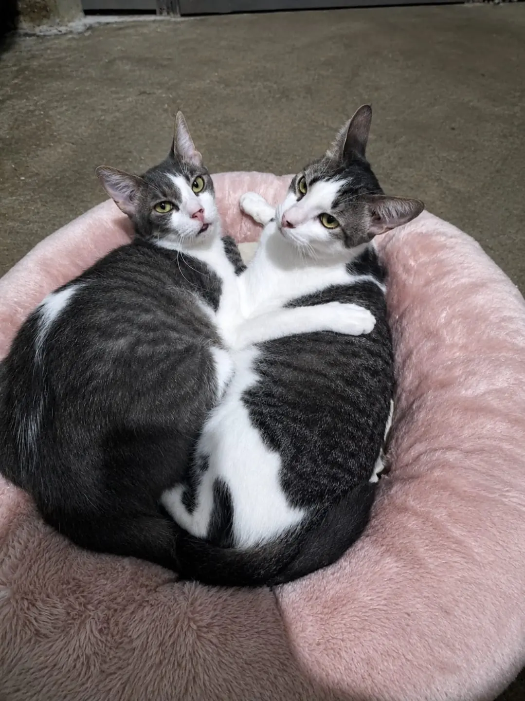 Dois gatinhos aconchegados em uma caminha rosa