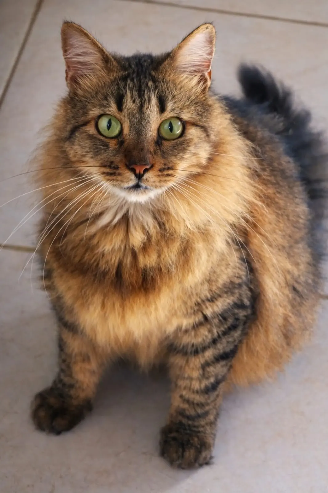Gato peludo de olhos verdes olhando com carinho